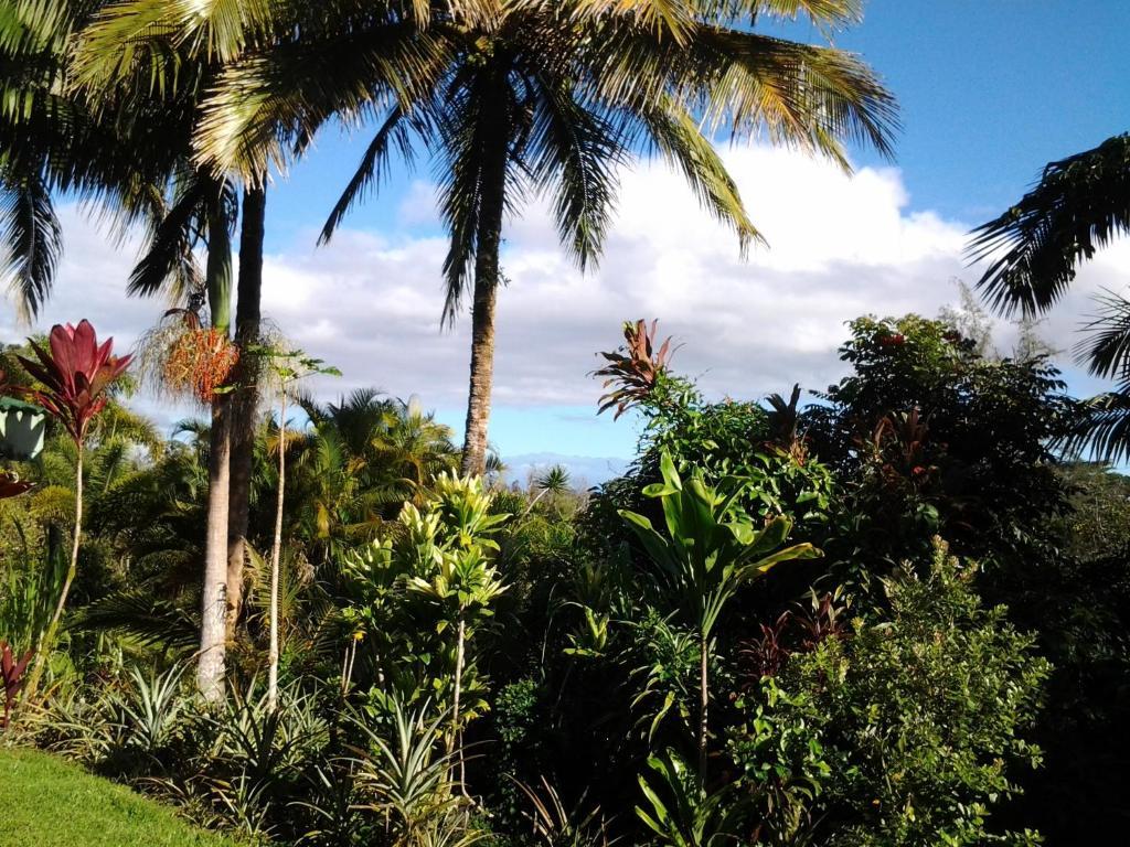 Lava Tree Tropic Inn Pahoa Εξωτερικό φωτογραφία
